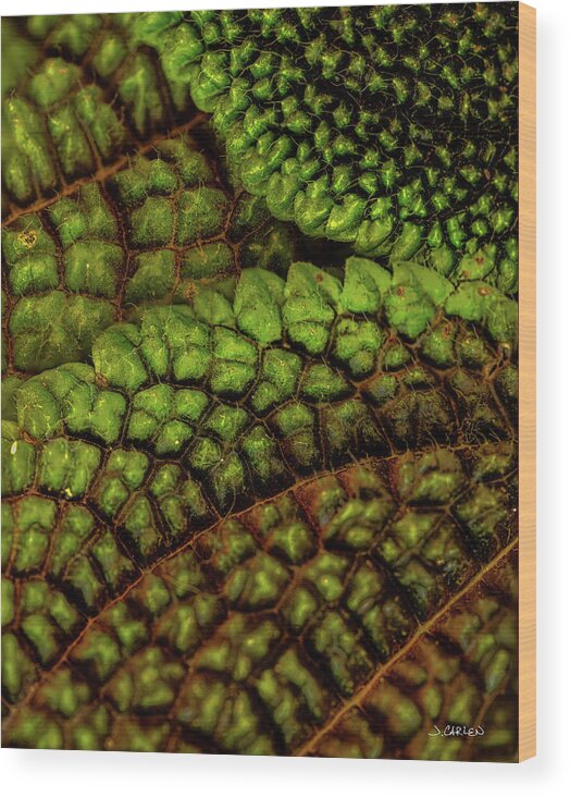 Macro Wood Print featuring the photograph Leafy Textures by Jim Carlen