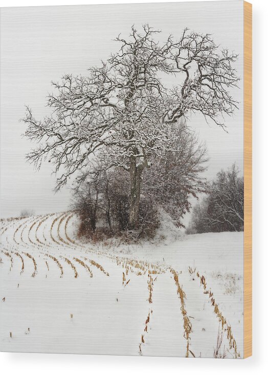 Oak Wood Print featuring the photograph That Oak on Taylor Lane - gnarly oak in corn stubble and snow by Peter Herman