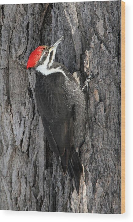 Pileated Woodpecker Wood Print featuring the photograph Female Pileated Woodpecker #2 by Doris Potter