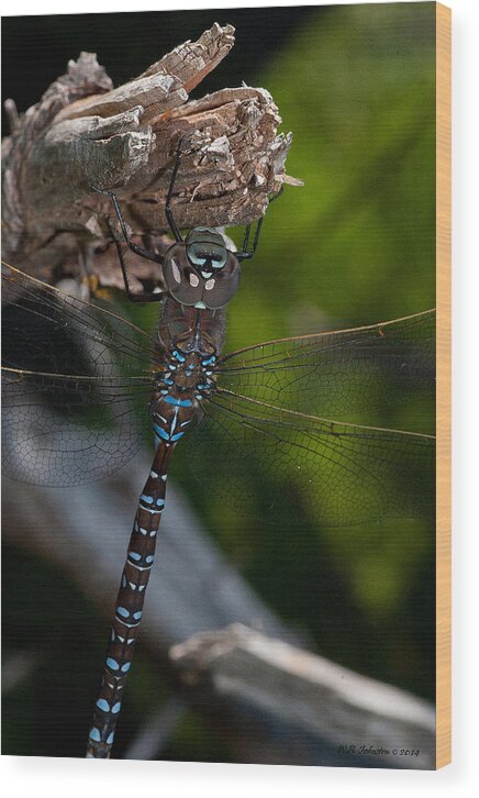 Dragonfly Wood Print featuring the photograph Blue Dragon 14 by WB Johnston