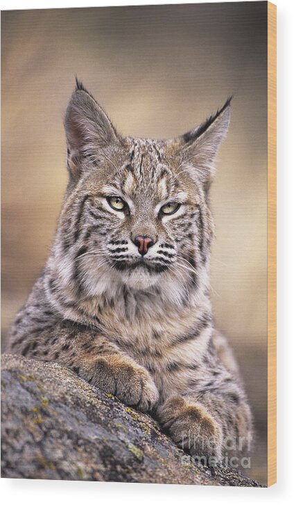 Bobcat Wood Print featuring the photograph Bobcat Cub Portrait Montana Wildlife by Dave Welling