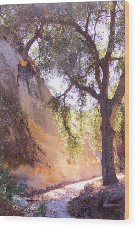 Borrego Canyon Trail Wood Print featuring the photograph Borrego Canyon Trail by Viktor Savchenko