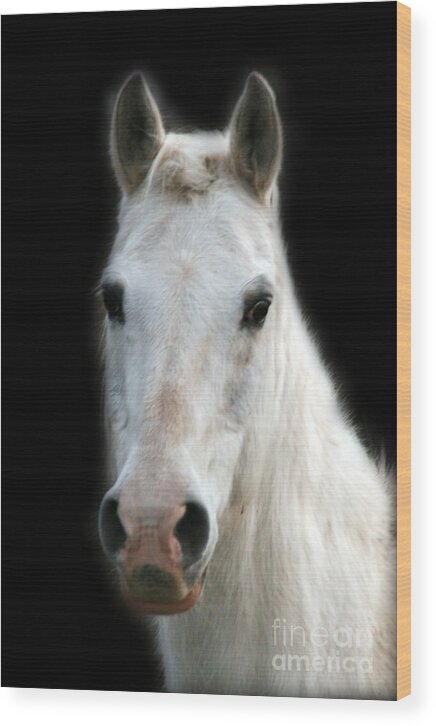 White Ararbian Wood Print featuring the photograph Buddy by Melissa Mim Rieman