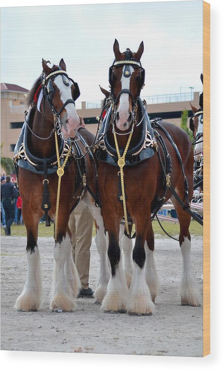 Clydesdales Wood Print featuring the photograph Clydesdales 3 by Amanda Vouglas