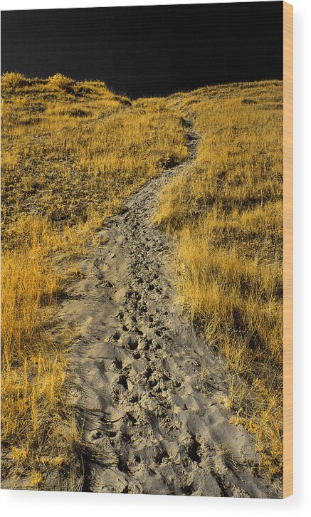 Michigan Wood Print featuring the photograph Hidden Beach Dune Path by Jamieson Brown