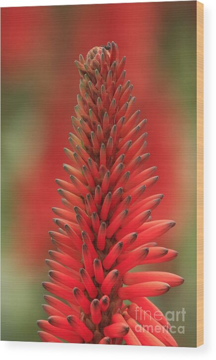 Floral Wood Print featuring the photograph La Jolla Floral by John F Tsumas