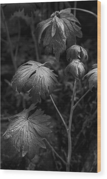 Vertical Wood Print featuring the photograph Light on the Leaf by Jon Glaser