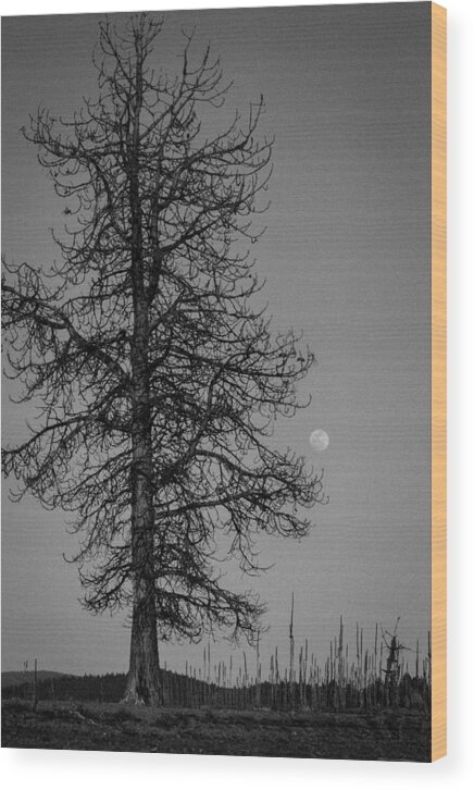 2014 Wood Print featuring the photograph Moon Tree by Jan Davies