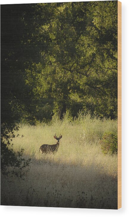 Deer Wood Print featuring the photograph Morning Visitor 2 by Sherri Meyer