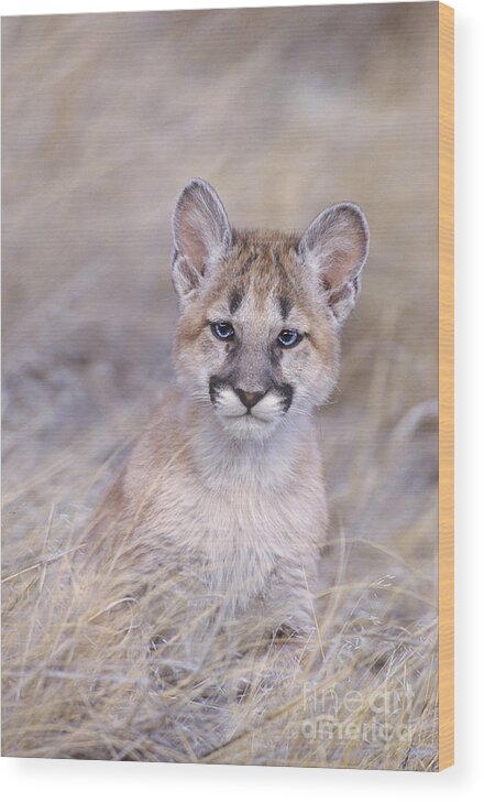 North America; Wildlife; Mammal; Moutain Lion Wood Print featuring the photograph Mountain Lion Cub in Dry Grass by Dave Welling