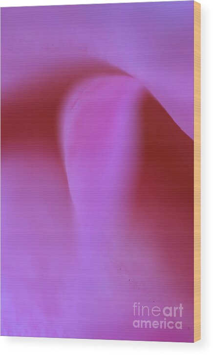 Abstract Flowers Wood Print featuring the photograph Pink Kiss by John F Tsumas