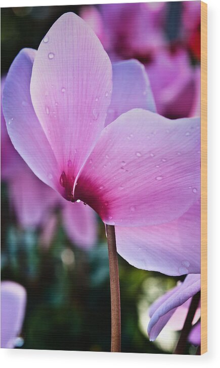 Flowers Wood Print featuring the photograph Pink Cyclamen by Thomas Hall