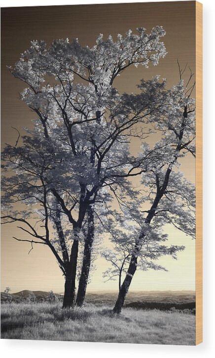 North Carolina Wood Print featuring the photograph Reach for the Sky I - Blue Ridge Parkway by Dan Carmichael