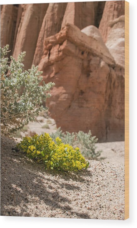 2014 Wood Print featuring the photograph Red Rock Blooming by Jan Davies