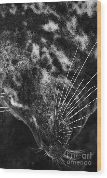 Landscapes Wood Print featuring the photograph Seal Solitude by John F Tsumas