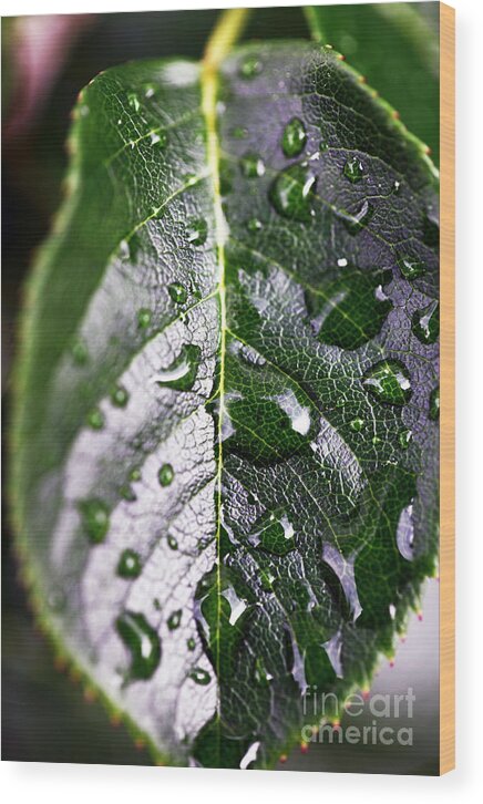 Split Leaf Wood Print featuring the photograph Split Leaf by John Rizzuto