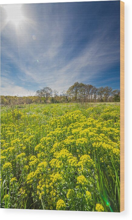 Wildflowers Wood Print featuring the photograph Spring Bloom by Bryan Bzdula