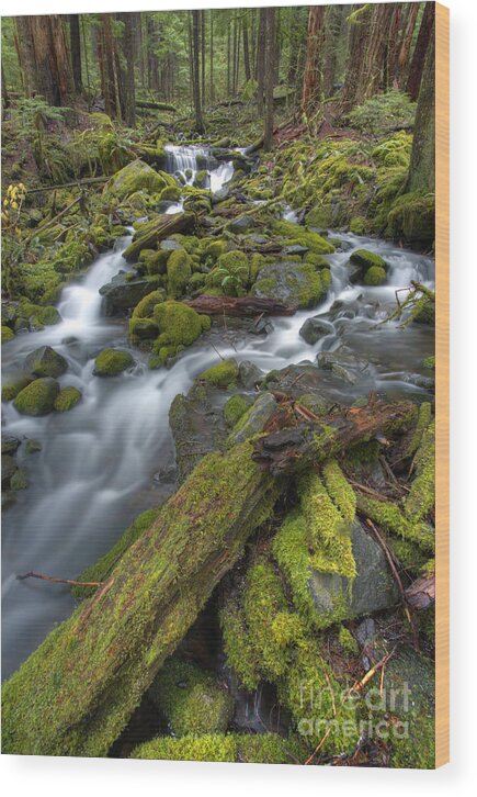 Pacific Northwest Wood Print featuring the photograph Walking to Sol Duc by Marco Crupi