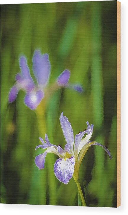 Wild Iris Wood Print featuring the photograph Wild Iris 2 by Sherri Meyer