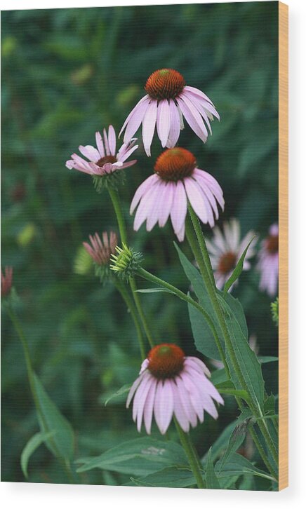 Nature Photo Wood Print featuring the photograph African Daisies 7 by Vivian Cosentino