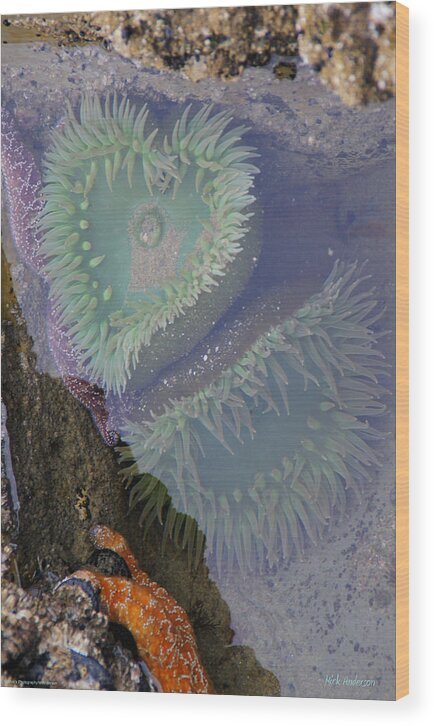 Heart Wood Print featuring the photograph Heart of the Tide Pool by Mick Anderson