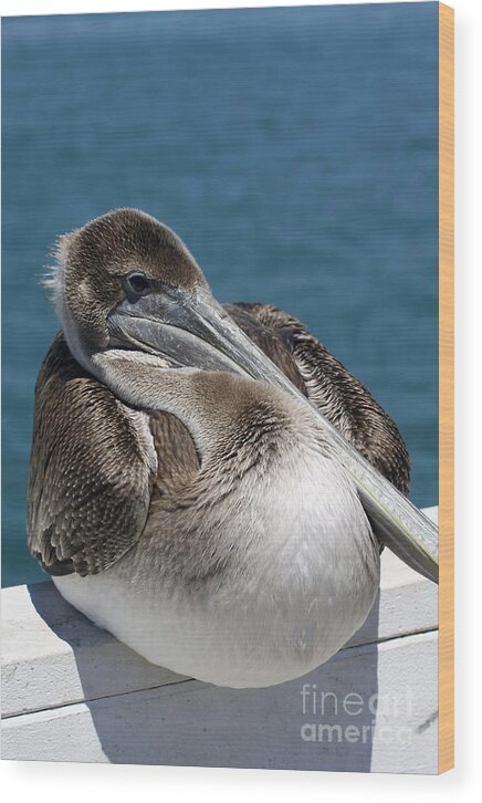 Pelican Wood Print featuring the photograph Pelican on the Santa Cruz Wharf by Xine Segalas