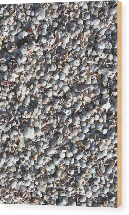 Beach Shells Wood Print featuring the photograph Shells by Georgia Clare
