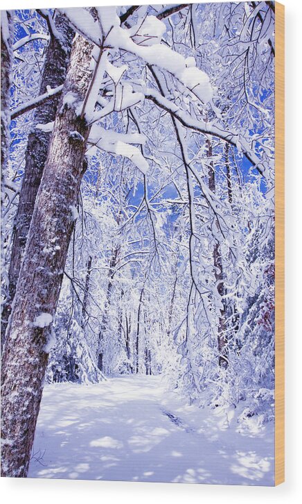 Forest Paths Wood Print featuring the photograph Snowy Path by Rob Travis