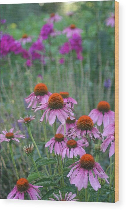 Cone Flower Wood Print featuring the photograph Summer Garden by Laurel Gillespie