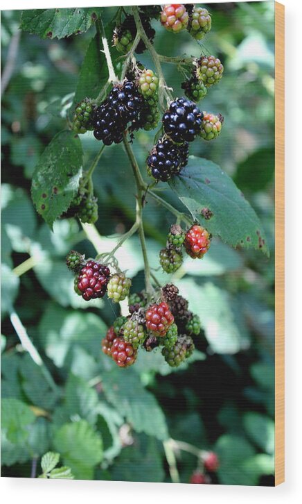 Oregon Wood Print featuring the photograph Wild Oregon Blackberries by Jo Sheehan