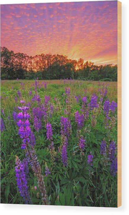 New England Wood Print featuring the photograph Lupine Sunset #1 by Bryan Bzdula