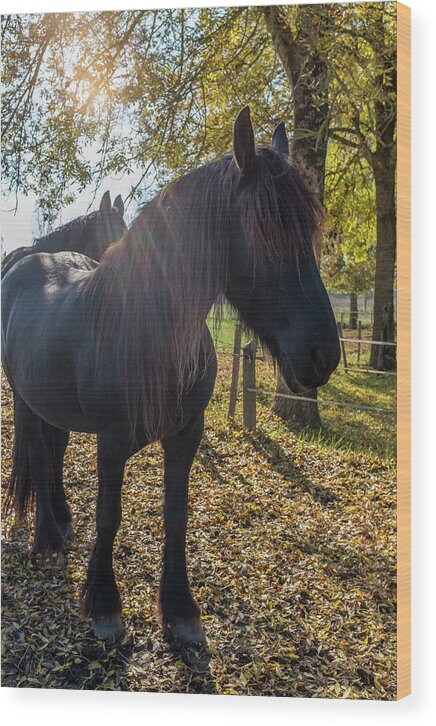 Black Horse Wood Print featuring the photograph Autumn Ponies by Georgia Clare