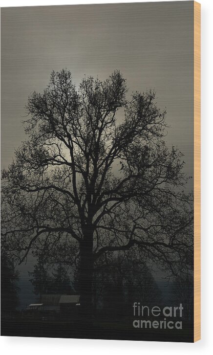 Tree Wood Print featuring the photograph Branching Out by David Hillier