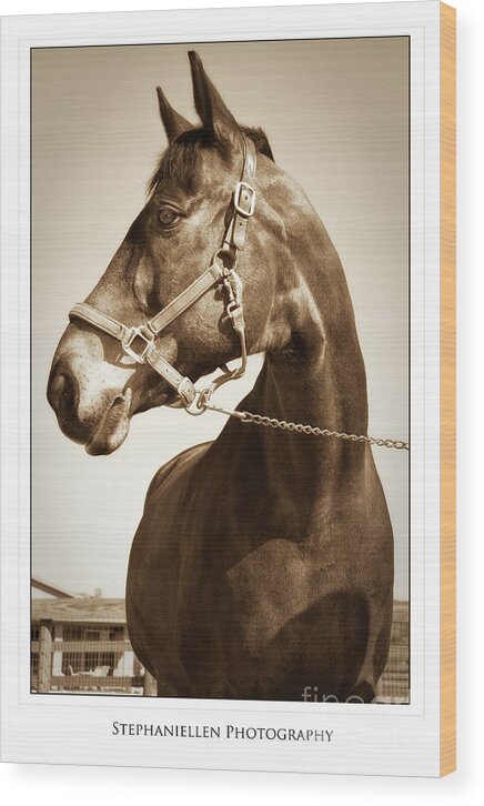 Horse Wood Print featuring the photograph Brown Horse by Stephanie Hayes