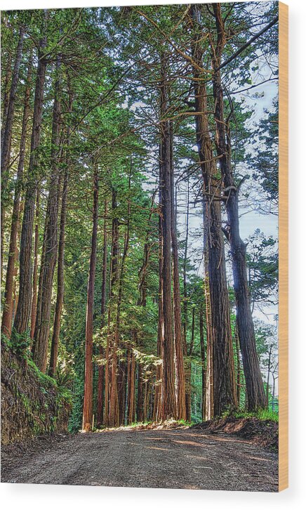 California Wood Print featuring the photograph California Coast Redwood Trees Bixby Bridge by Dan Carmichael