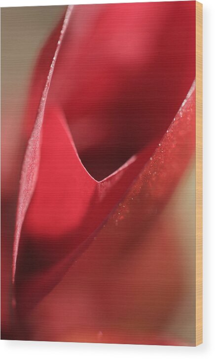 Red Wood Print featuring the photograph Desire by Don Ziegler