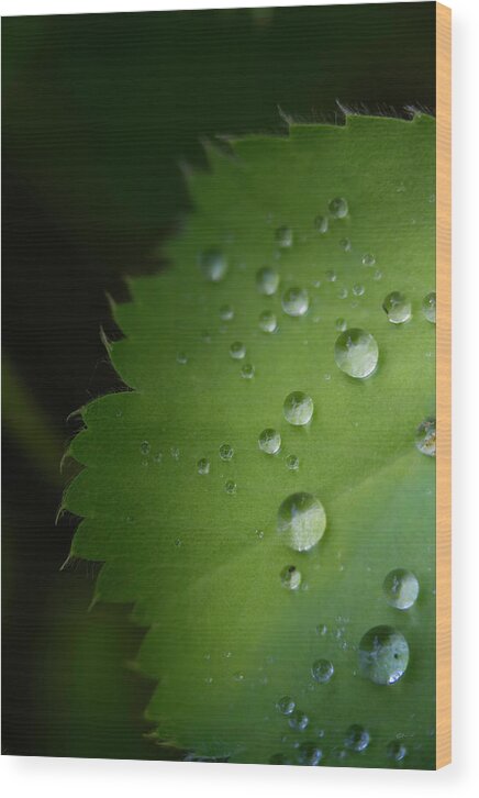 Macro Wood Print featuring the photograph Droplet 6 by Ed Boudreau