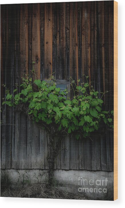 Green Wood Print featuring the photograph Fade away by David Hillier
