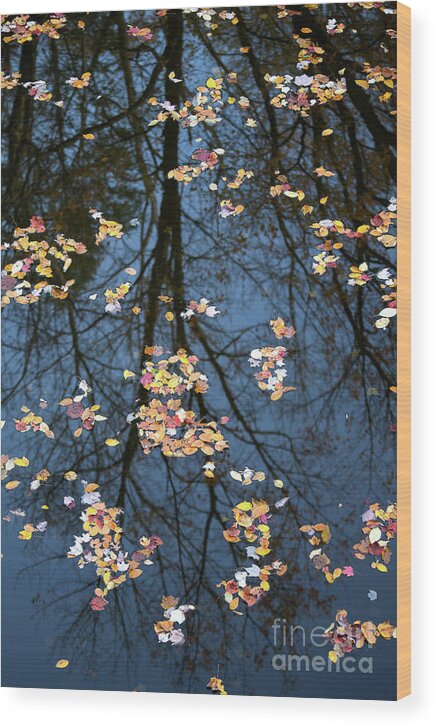 Autumn Wood Print featuring the photograph Fallen leaves in Autumn lake by Benedict Heekwan Yang