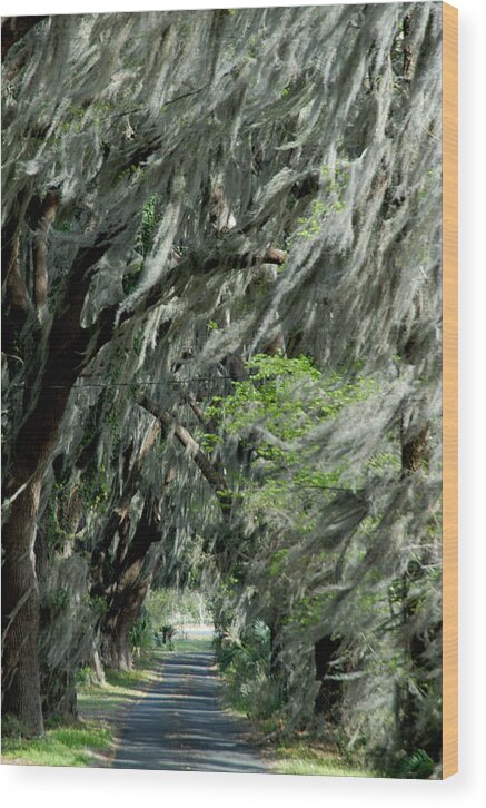 Moss Wood Print featuring the photograph Florida road by David Campione