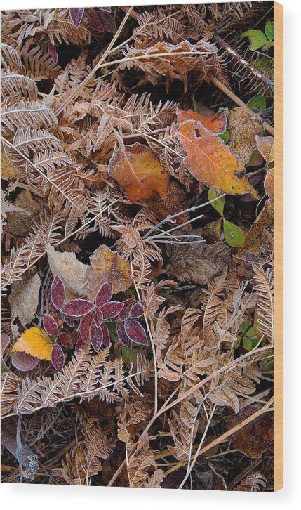 Canada Wood Print featuring the photograph Forest Ferns by Doug Gibbons