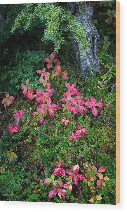Alaska Wood Print featuring the photograph Forest Floor in Autumn by Tim Newton
