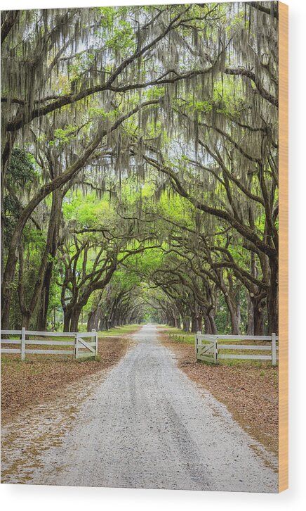 Art Wood Print featuring the photograph Gated Wormsloe Plantation by Jon Glaser