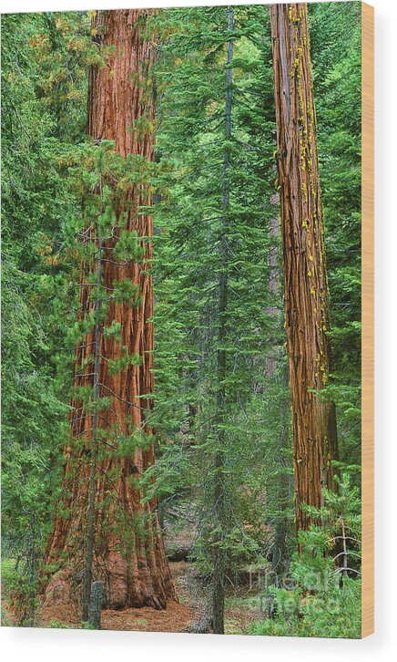 North America Wood Print featuring the photograph Giant Sequoias Sequoiadendron Gigantium Yosemite NP CA by Dave Welling