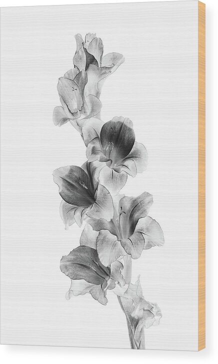 Gladiolus Wood Print featuring the photograph Gladiolus on White by Cheryl Day