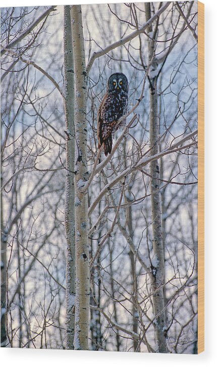 Canada Wood Print featuring the photograph Great Grey Owl by Doug Gibbons