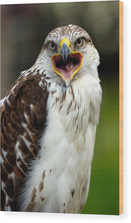 Hawk Wood Print featuring the photograph Hawk by Doug Gibbons
