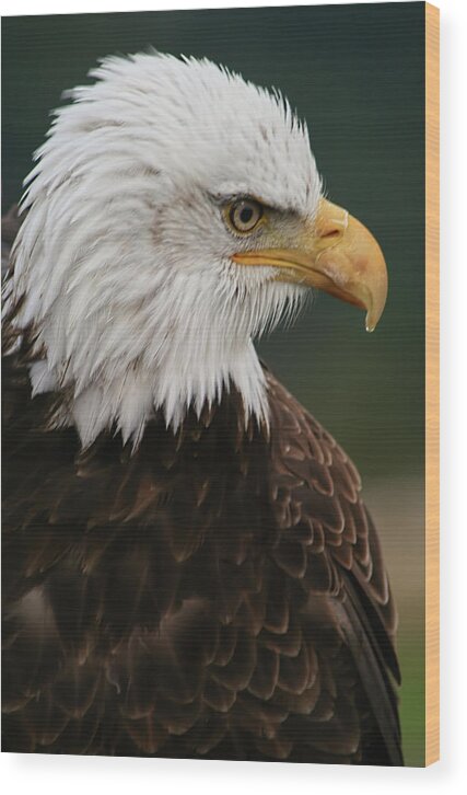 Animals Wood Print featuring the photograph Magestic Eagle by Jacqui Boonstra