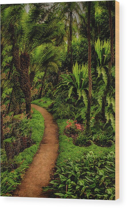  Wood Print featuring the photograph Primrose Path by Joseph Hollingsworth