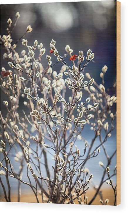 New Hampshire Wood Print featuring the photograph Pussy Willow by Robert Clifford